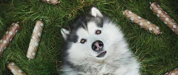 Waarom eet mijn hond gras?