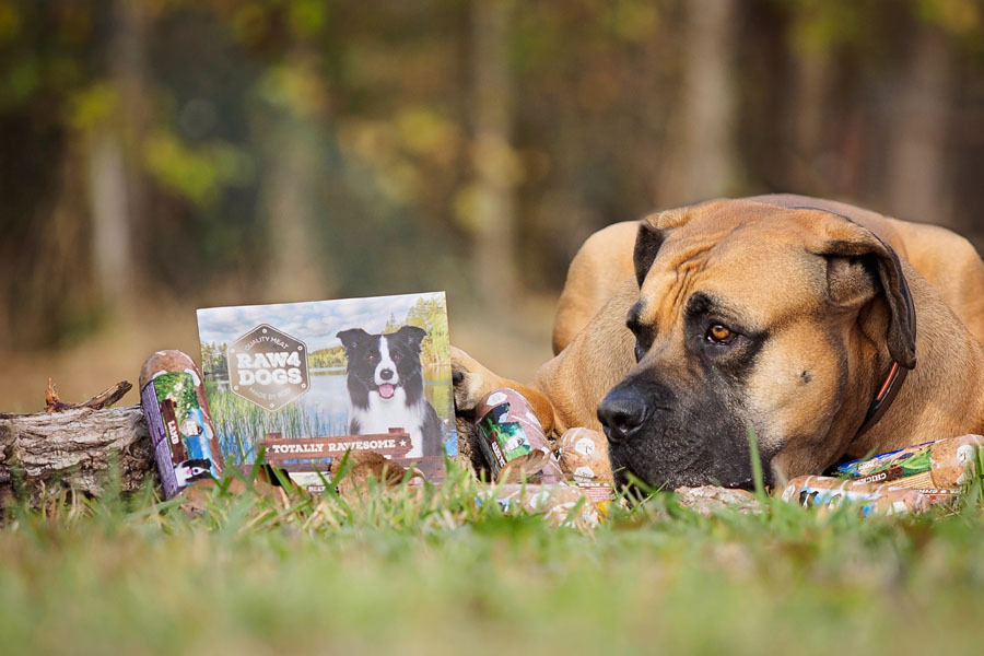 Voor elke hond een perfecte match