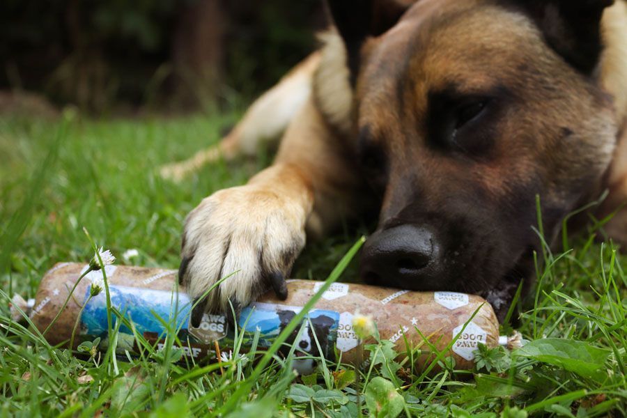 Waarom raw4dogs?